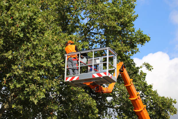 How Our Tree Care Process Works  in  Grand Forks Af, ND