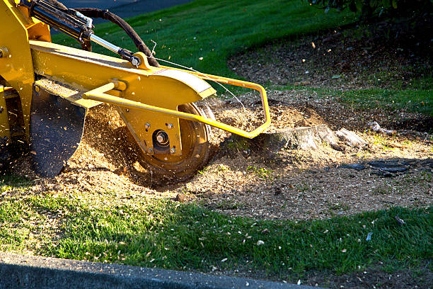 Best Tree Mulching  in Gra Forks Af, ND